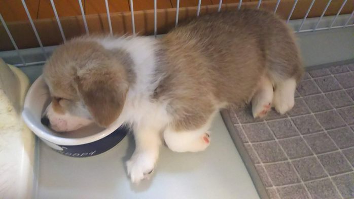 フードボウルに顔を入れたまま寝ちゃったそらくん