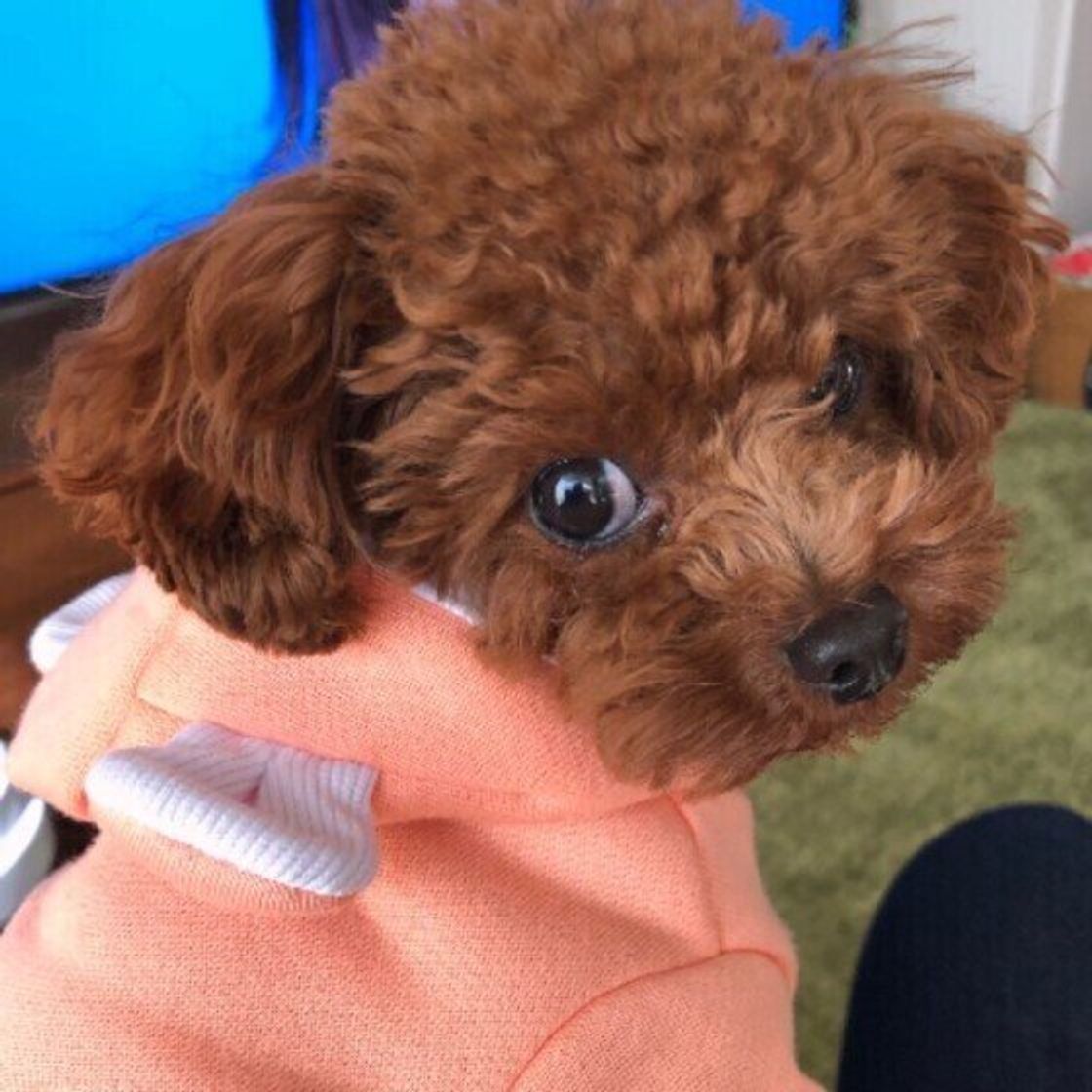 うんちをする前にくるくる回る なぜ 犬が見せる 謎儀式 の真相は いぬのきもちweb Magazine うんちをする前にくるくる回る なぜ 犬が見せる 謎儀式 の真相は いぬのきもちweb Magazine