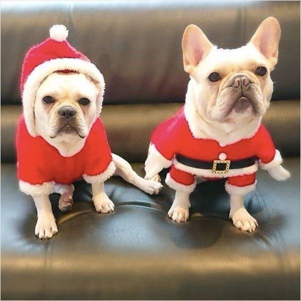 クリスマスを楽しむワンコ