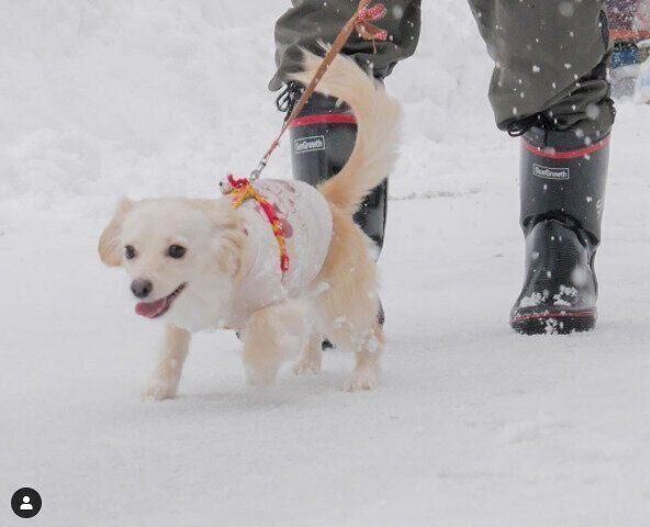 雪道を散歩するミックスのここちゃん
