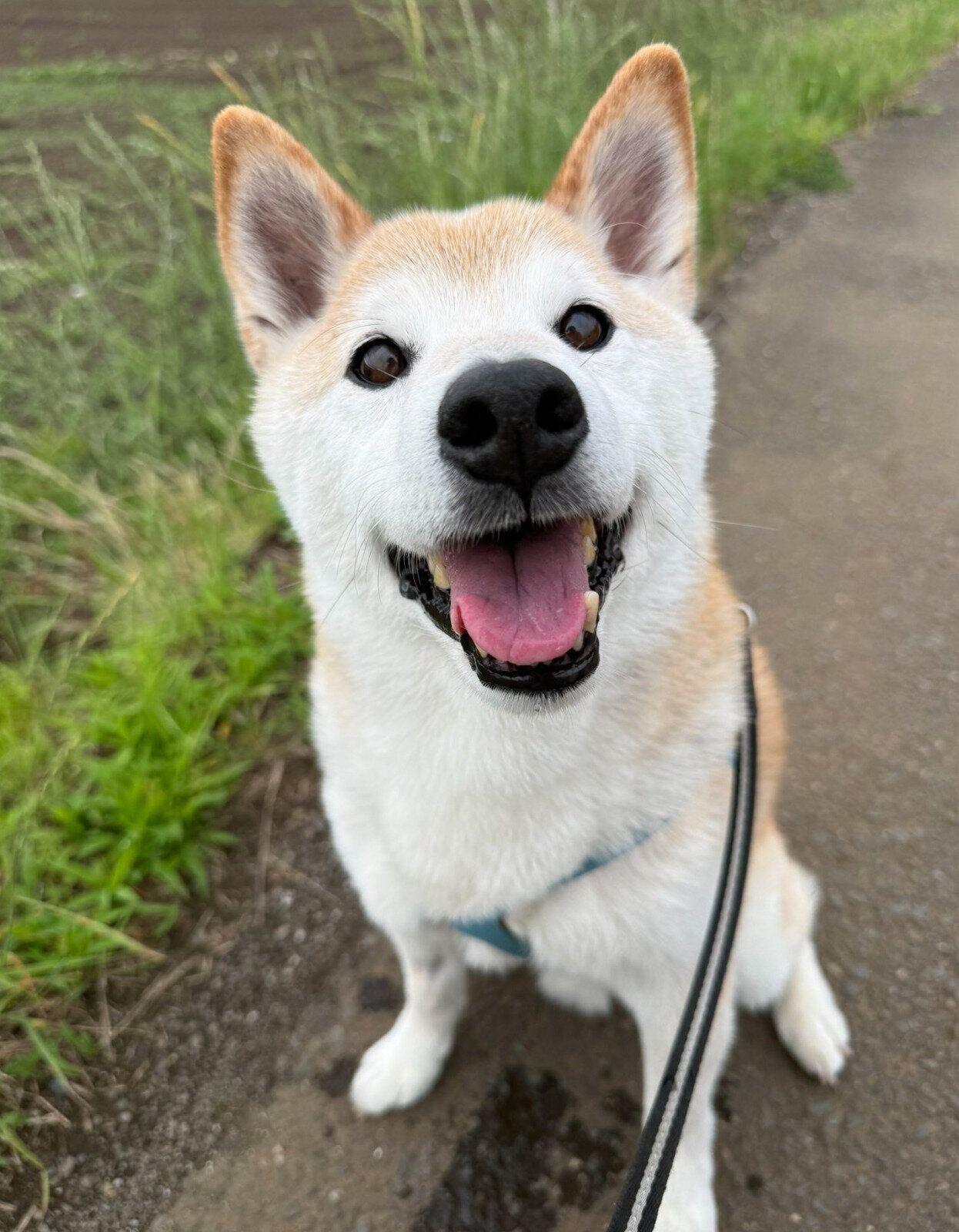 笑顔で散歩を楽しむ福丸くん