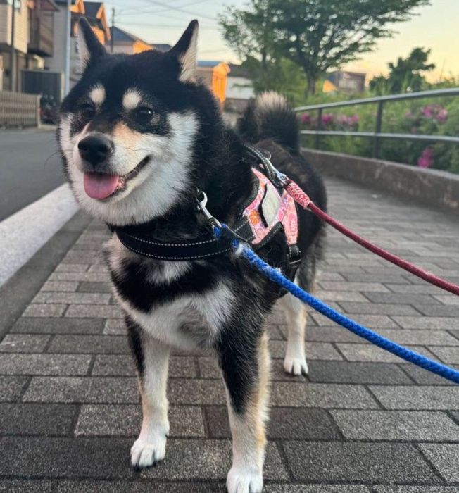 散歩を楽しむおはぎちゃん