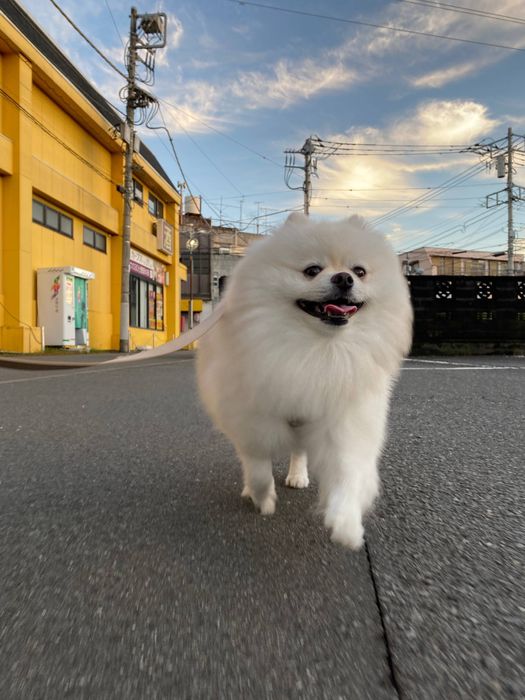 お散歩中のりんくんの様子