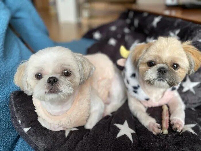 れあちゃん(左)とあのちゃん(右)