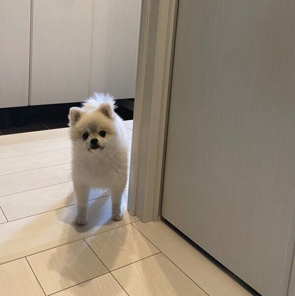 飼い主さんのことを散歩に誘うゴン太くん