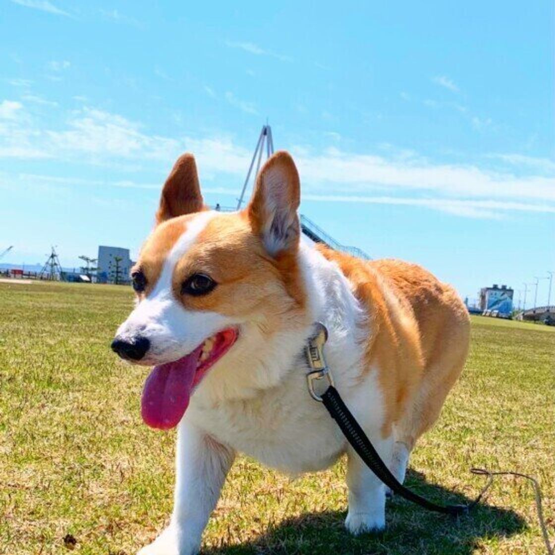 何気ない行動からも伝わる 愛犬からの 大好きサイン いぬのきもちweb Magazine 何気ない行動からも伝わる 愛犬からの 大好きサイン いぬのきもちweb Magazine