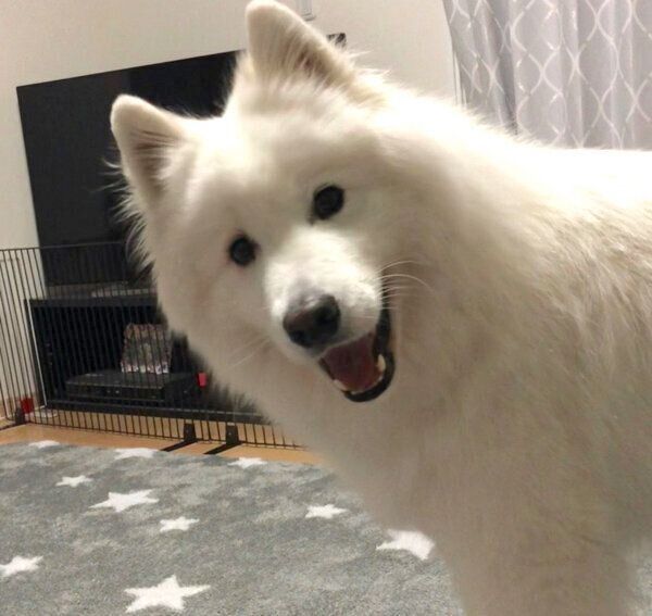 笑顔が可愛いサモちゃん