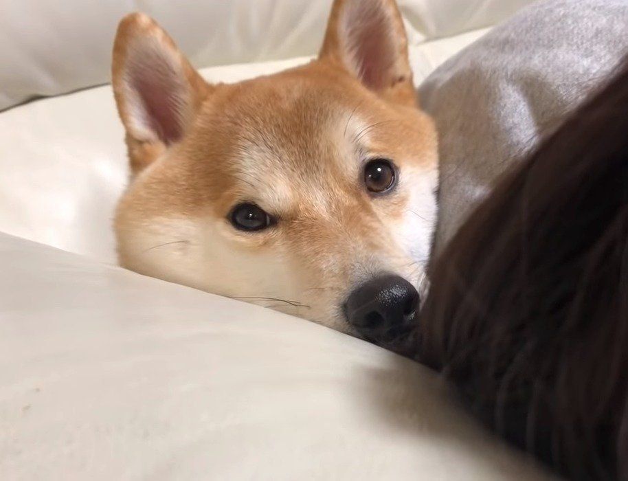 寄り添う犬