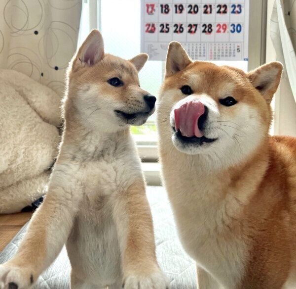 こむぎくんとわらびちゃん