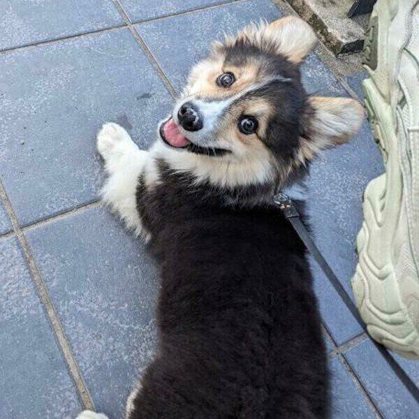 地面にぺたっとお腹をつけるはなまるくん