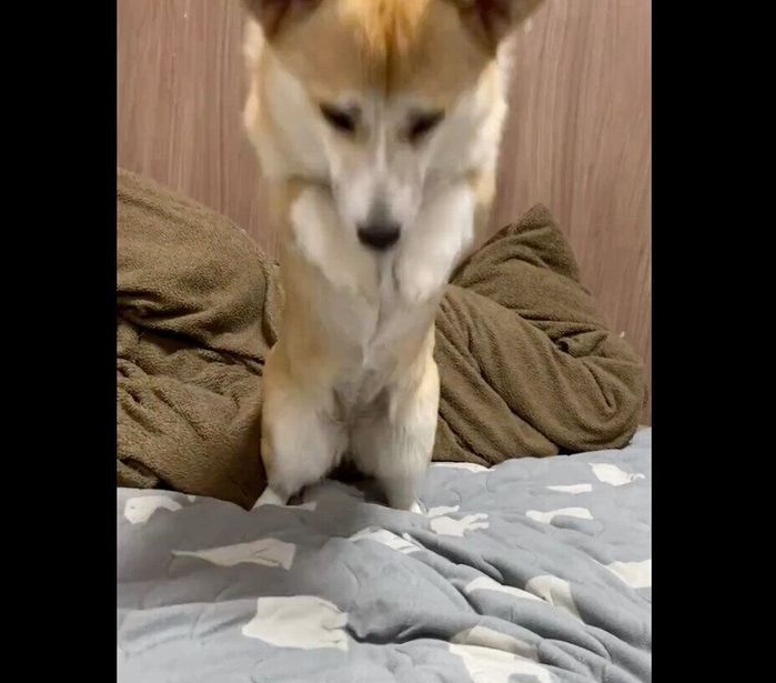 ダイブするコパンちゃん