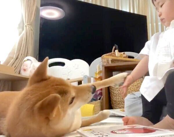 妹ちゃんにお手をするりんご郎くん