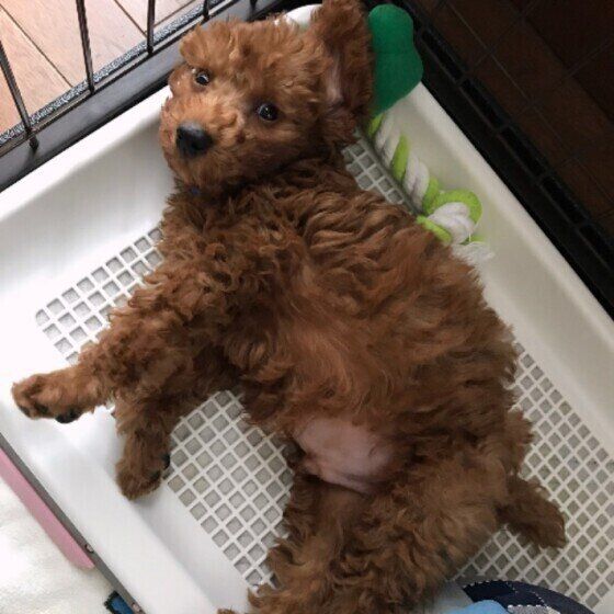 トイレで寝るトイ・プードル