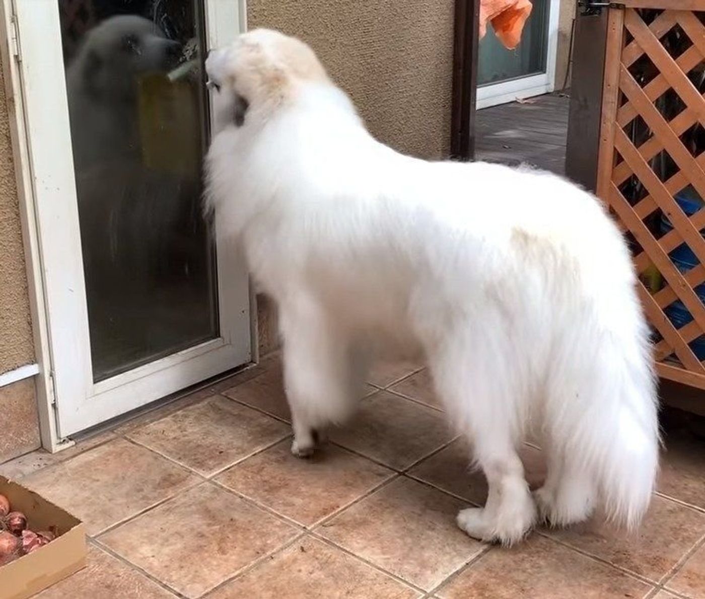 犬のお散歩でくっついてくる アレ に注意の季節です いぬのきもちweb Magazine 犬のお散歩でくっついてくる アレ に注意の季節です いぬのきもちweb Magazine