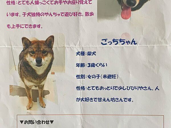 花ちゃんの情報が書かれたチラシ