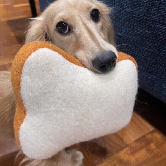 食べる、くわえる…犬は口をどのように使っている？ 犬の口の役割とは いぬのきもち