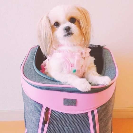 キャリーバッグに入る小型犬