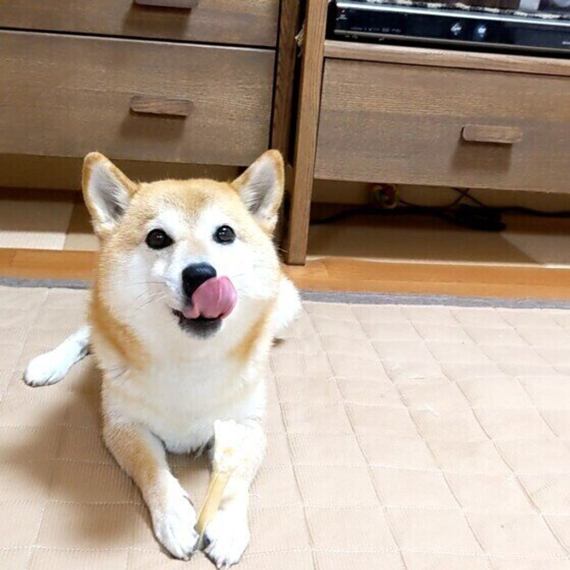 犬が 大好きな人 にだけ見せる 好き好きサイン 5つ サインやしぐさでわかる いぬのきもちweb Magazine 犬が 大好きな人 にだけ見せる 好き好きサイン 5つ サインやしぐさでわかる いぬのきもちweb Magazine
