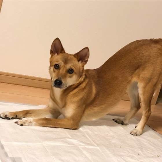 お尻をあげる犬