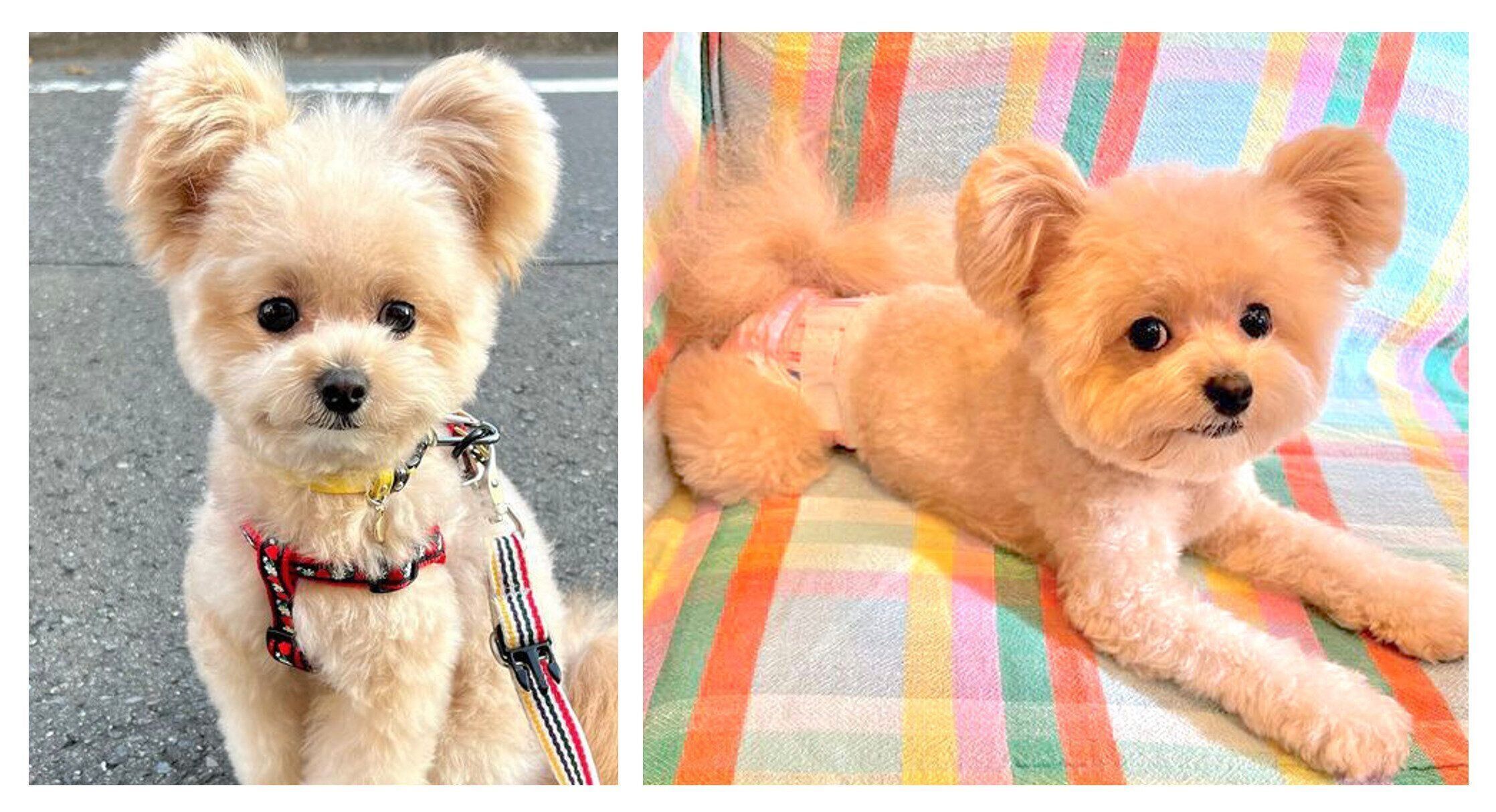 マナーウェアをつけた犬　ポメラニアン×プードル　ミックス犬