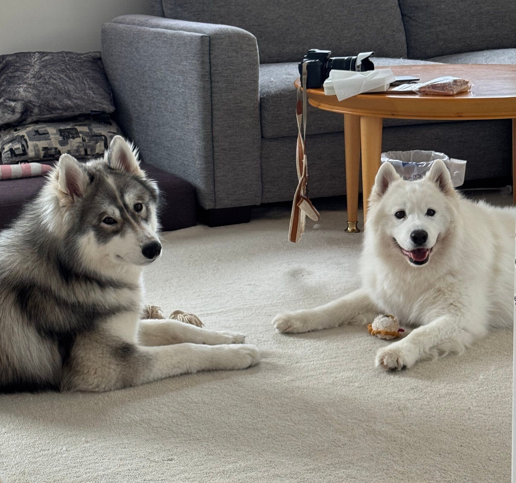 「向かい合っておもちゃの交渉中」なスキーくん、パウくん