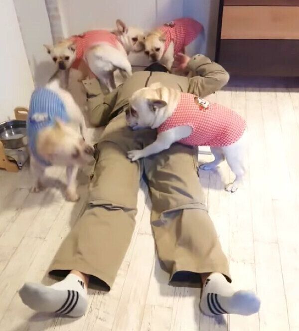 パパさんの帰宅を歓迎するフレブルファミリー