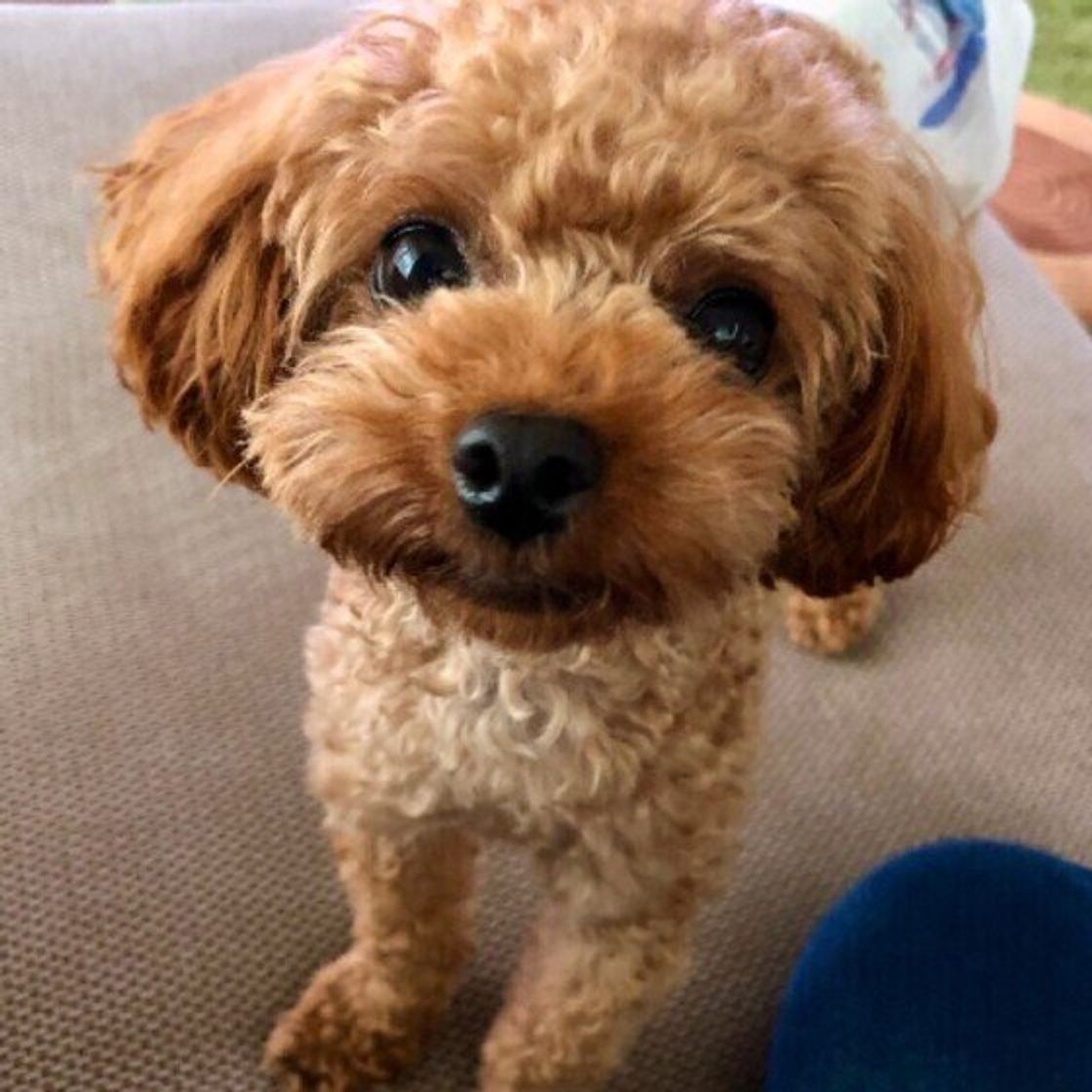 獣医師監修 犬がゴハンを食べない 考えられる5つの原因と対処法を解説 いぬのきもちweb Magazine 獣医師監修 犬がゴハンを食べない 考えられる5つの原因と対処法を解説 いぬのきもちweb Magazine