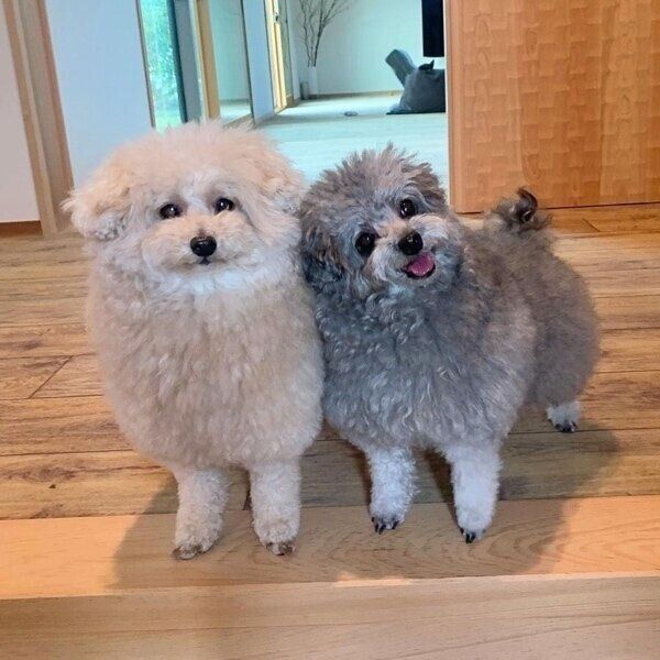 揃ってカメラ目線のこあちゃんとミロちゃん