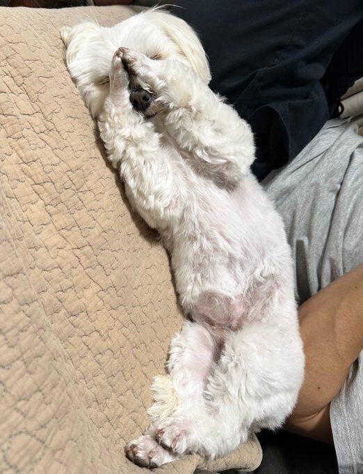 “面白いポーズ”で眠るむぎちゃん