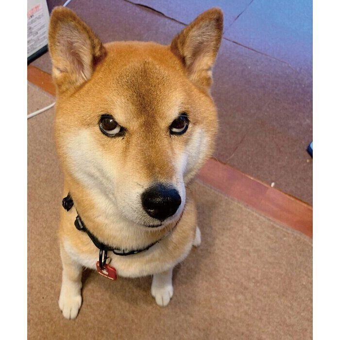 「朝ゴハンはまだか」と言わんばかりに圧をかける小太郎くん