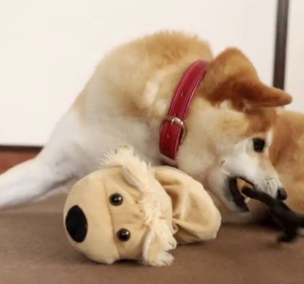 ぬいぐるみを守る柴犬