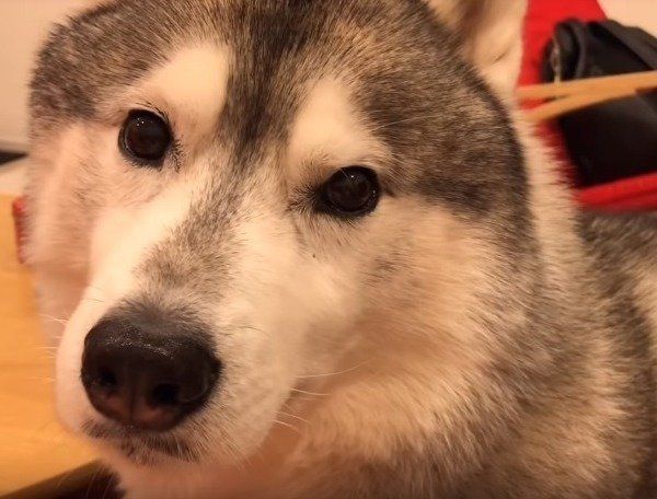 シベリアン・ハスキー