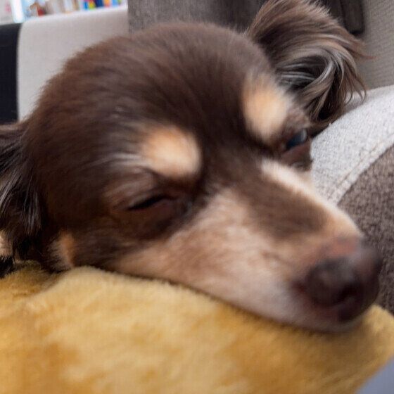 Ｍｉｘ（雑種）小型犬　おやすみなさい