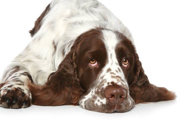 イングリッシュ・スプリンガー・スパニエル