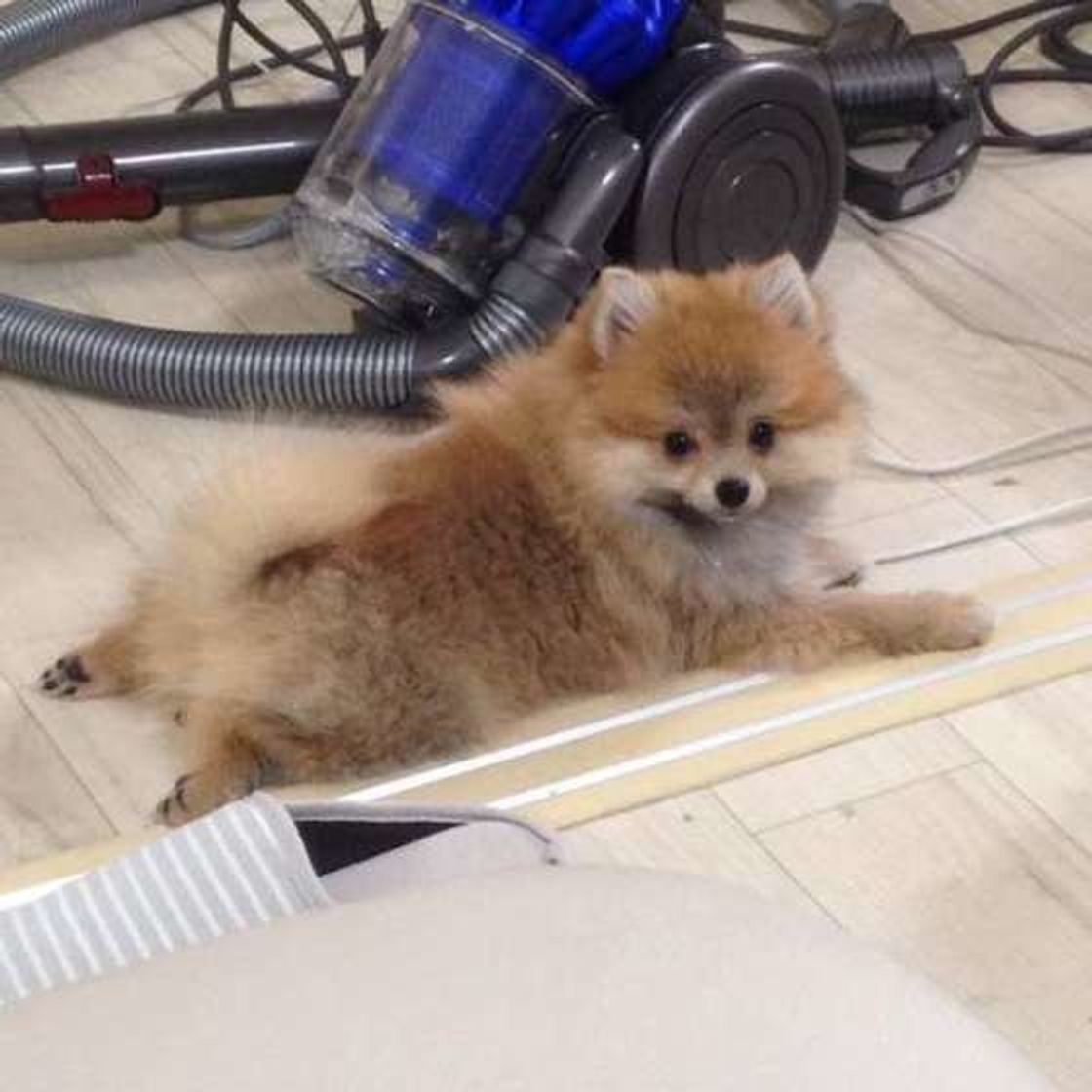 みんなどうしてる 犬の抜け毛お掃除 驚きの工夫とアイデア いぬのきもちweb Magazine みんなどうしてる 犬の抜け毛お掃除 驚きの工夫とアイデア いぬのきもちweb Magazine