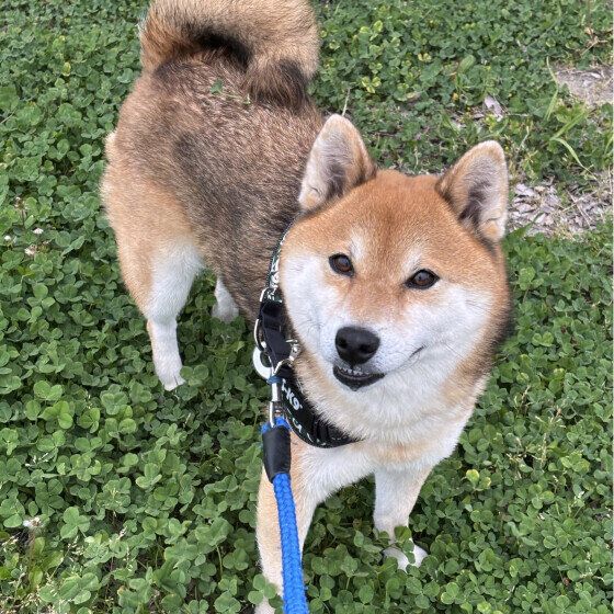 柴のまめ太くん