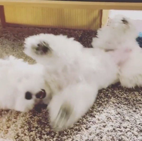 遊ぶちまちゃん