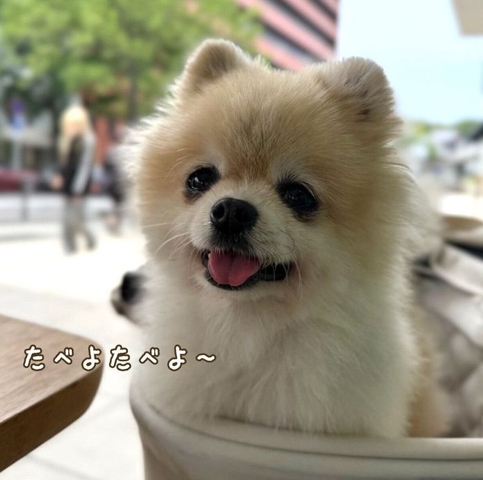 お出かけを楽しむみくちゃん