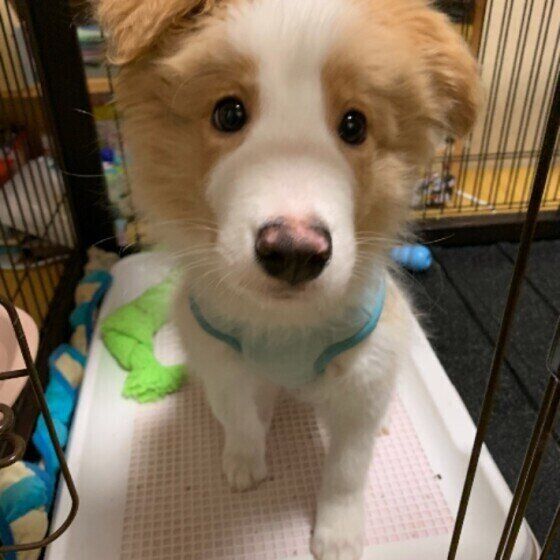 見つめるボーダー・コリー