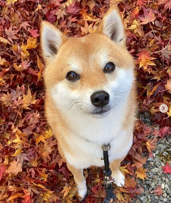 見つめるコロちゃん