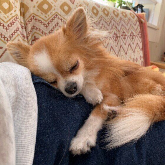 気持ちよさそうに眠るチワワ