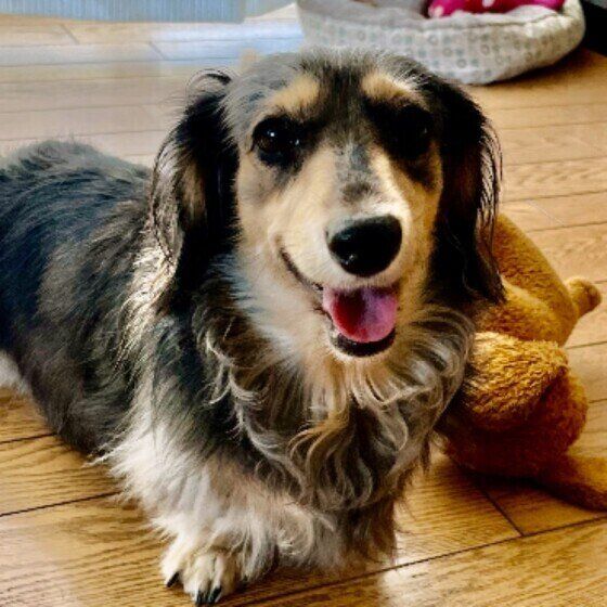 ぺろっと舌を出すダックス