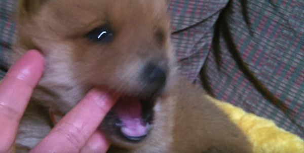 甘噛する保護犬