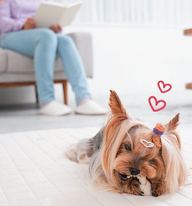 長持ちおやつを楽しむ犬