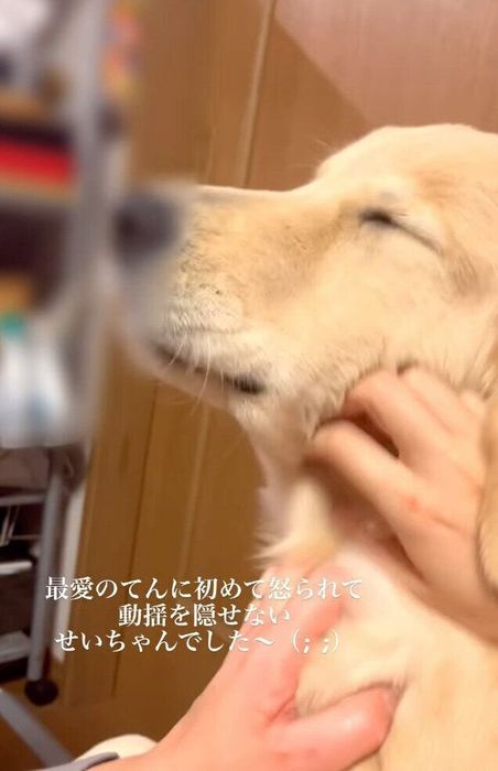 てんちゃんに怒られ、飼い主さんになぐさめてもらうせいちゃん