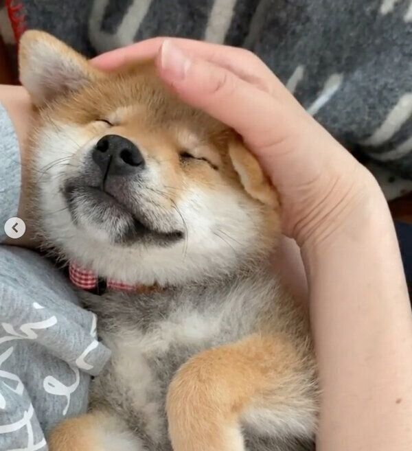 眠るむぎちゃん