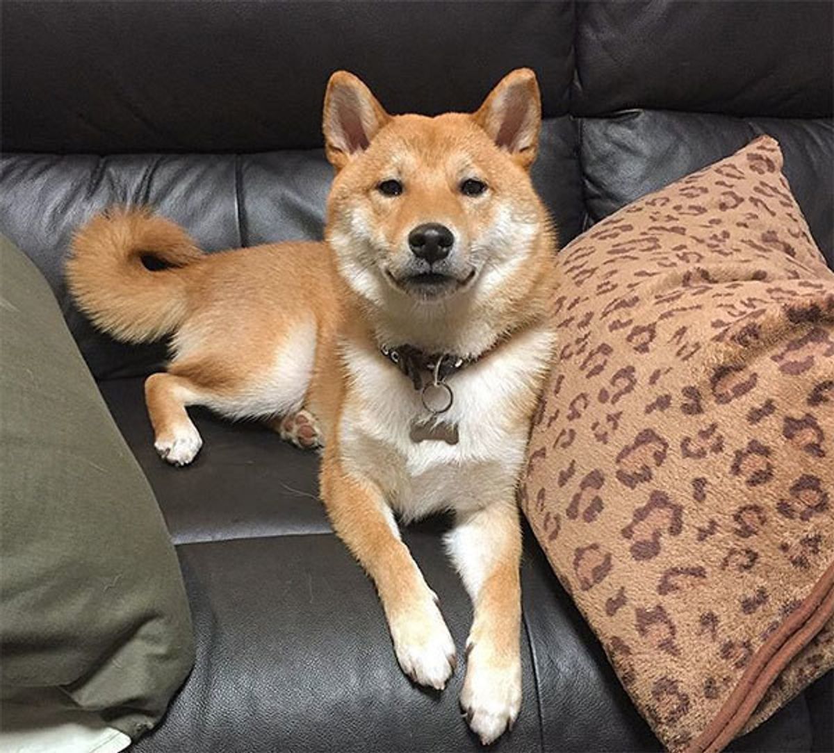獣医師監修 犬がソファをホリホリする心理 シーン別に違いを解説 いぬのきもちweb Magazine 獣医師監修 犬がソファをホリホリする心理 シーン別に違いを解説 いぬのきもちweb Magazine