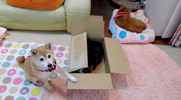 ツッコミを入れる柴犬