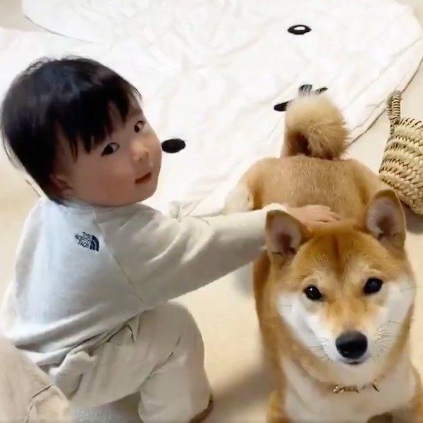 妹ちゃんに「よしよし」されるりんご郎くん