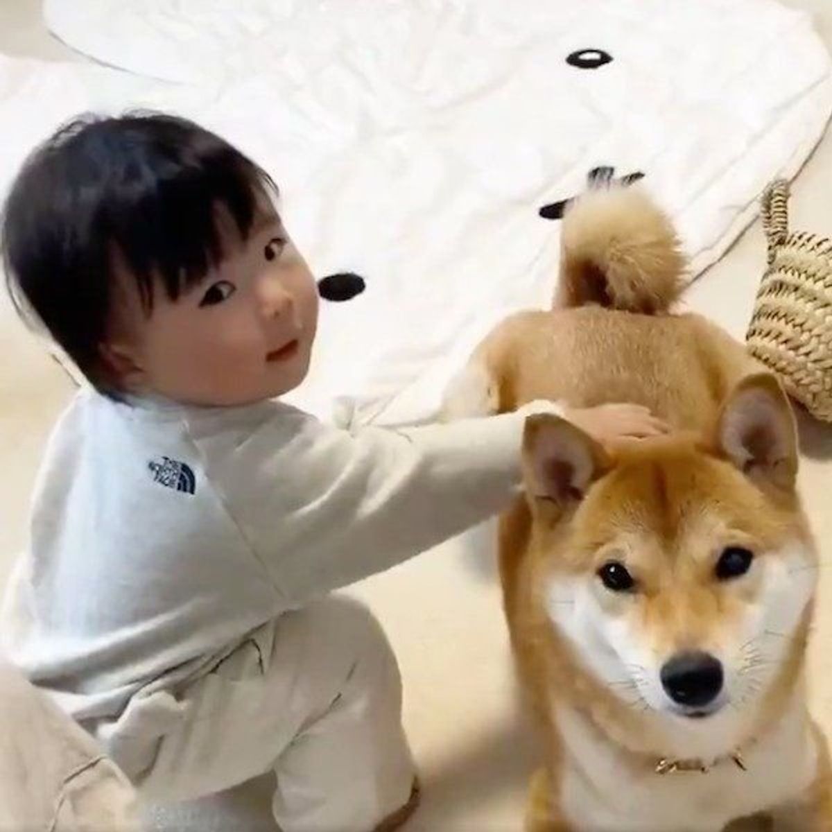 柴犬兄さんに よしよし することを覚えた妹ちゃん その姿が可愛いすぎる いぬのきもちweb Magazine 柴犬兄さんに よしよし することを覚えた妹ちゃん その姿が可愛いすぎる いぬのきもちweb Magazine